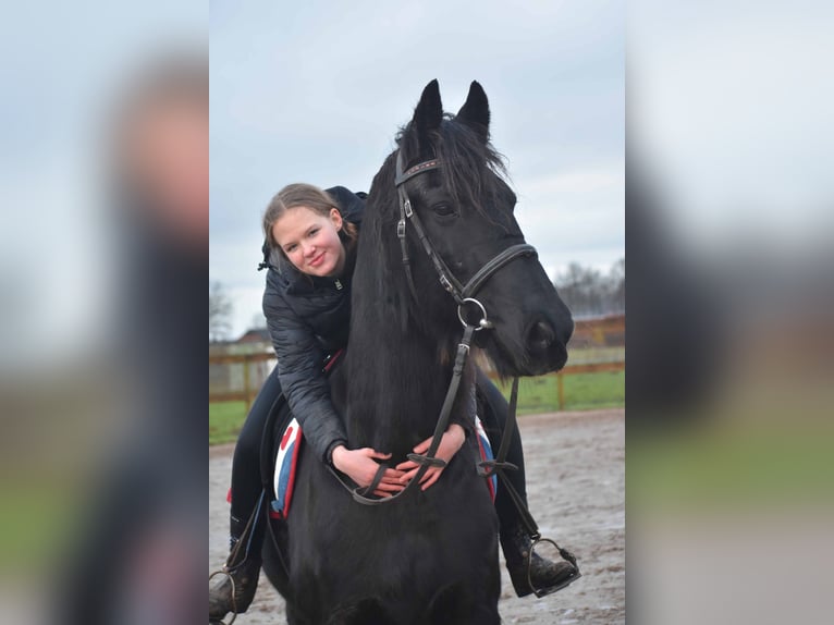Fries paard Ruin 15 Jaar Zwart in Achtmaal