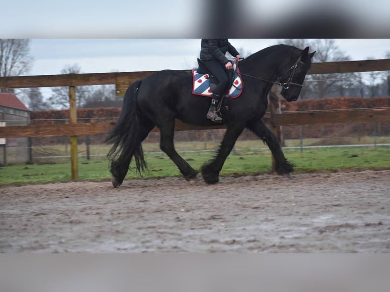 Fries paard Ruin 15 Jaar Zwart in Achtmaal