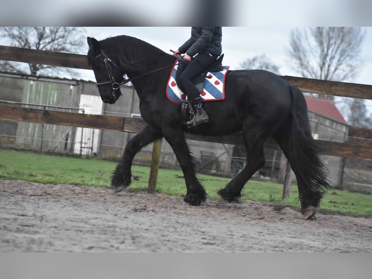 Fries paard Ruin 15 Jaar Zwart in Achtmaal