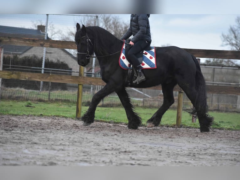 Fries paard Ruin 15 Jaar Zwart in Achtmaal
