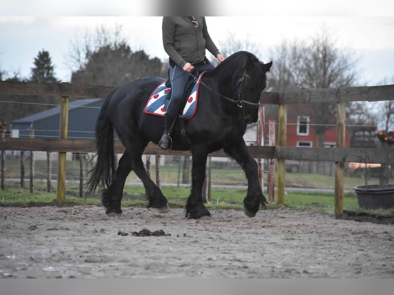 Fries paard Ruin 15 Jaar Zwart in Achtmaal