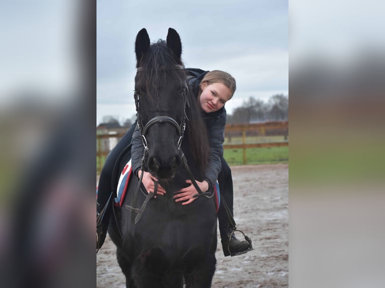 Fries paard Ruin 15 Jaar Zwart in Achtmaal