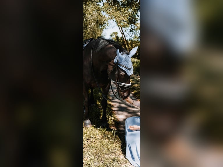 Fries paard Mix Ruin 16 Jaar 165 cm Zwart in Greifswald