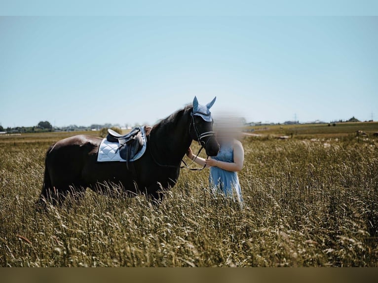 Fries paard Mix Ruin 16 Jaar 165 cm Zwart in Greifswald
