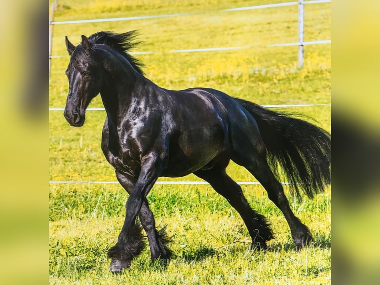 Fries paard Ruin 16 Jaar 167 cm in Tengen