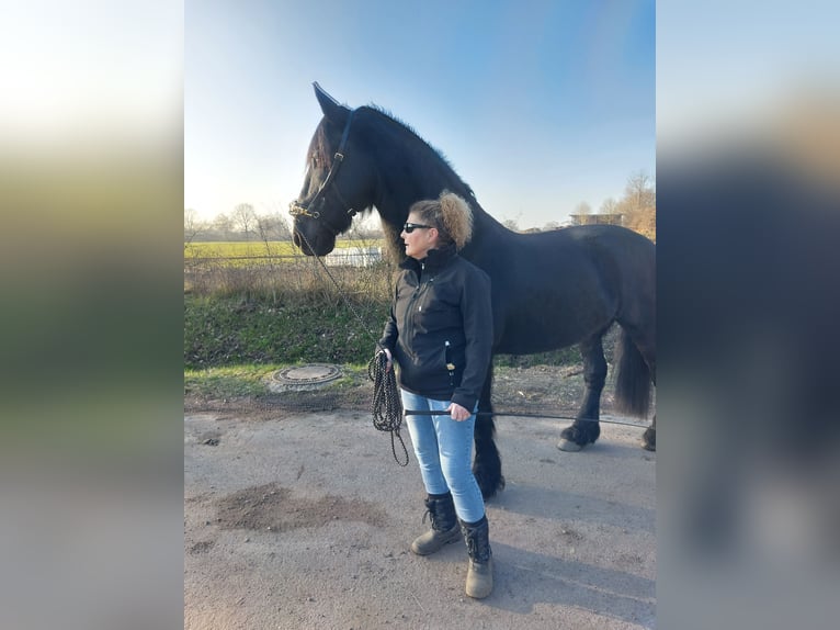 Fries paard Ruin 16 Jaar 168 cm Zwart in Hamburg Sülldorf