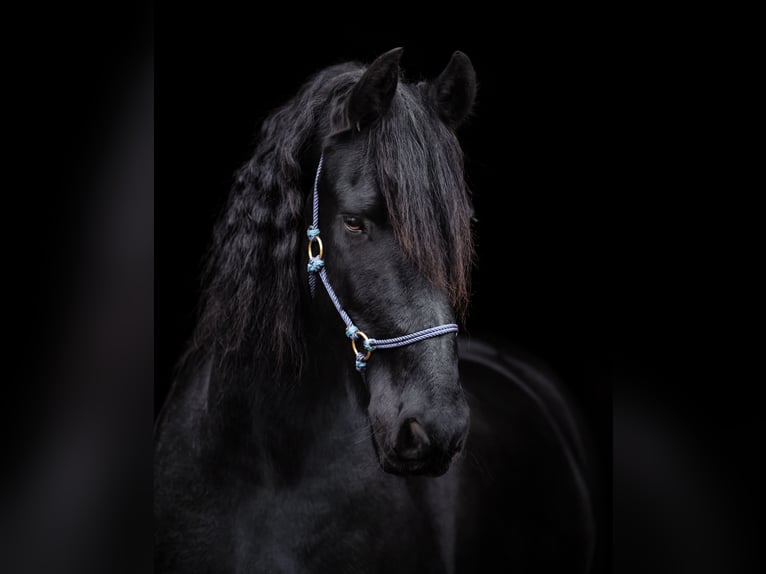 Fries paard Ruin 16 Jaar 168 cm Zwart in Hamburg Sülldorf