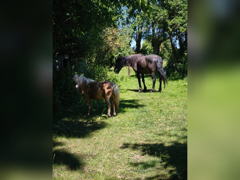 Fries paard Ruin 16 Jaar 168 cm Zwartschimmel in Uckerland