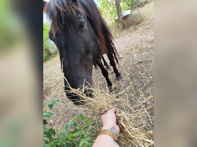 Fries paard Ruin 16 Jaar 168 cm Zwartschimmel in Uckerland