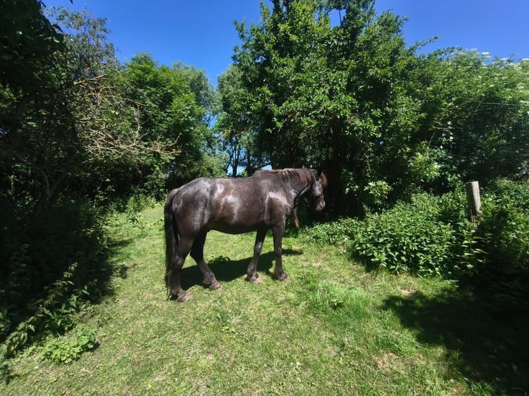 Fries paard Ruin 16 Jaar 168 cm Zwartschimmel in Uckerland