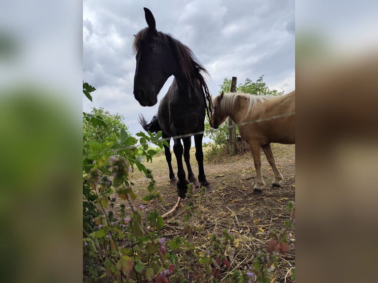 Fries paard Ruin 16 Jaar 168 cm Zwartschimmel in Uckerland