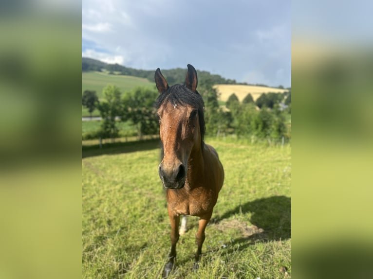 Fries paard Mix Ruin 17 Jaar 155 cm Bruin in Wolfhagen