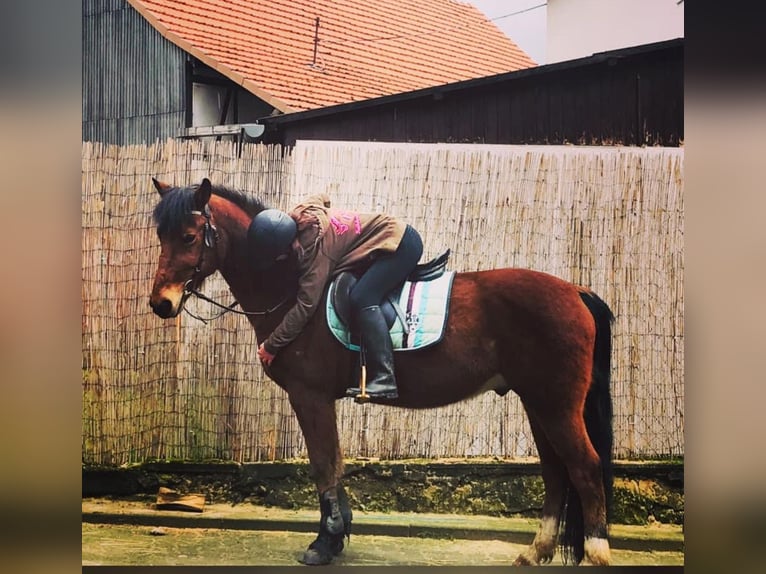 Fries paard Mix Ruin 17 Jaar 155 cm Bruin in Wolfhagen