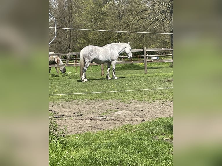 Fries paard Mix Ruin 17 Jaar 165 cm Appelschimmel in BrühlBrühl