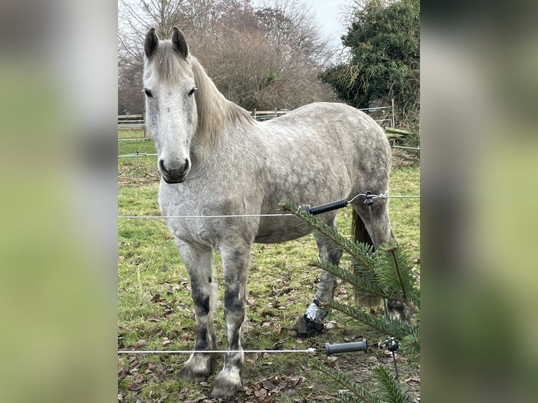 Fries paard Mix Ruin 17 Jaar 165 cm Appelschimmel in BrühlBrühl