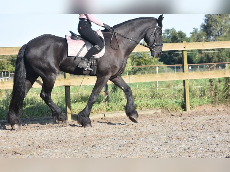 Fries paard Ruin 17 Jaar 168 cm Zwart in Achtmaal