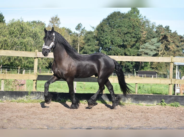 Fries paard Ruin 17 Jaar 168 cm Zwart in Achtmaal