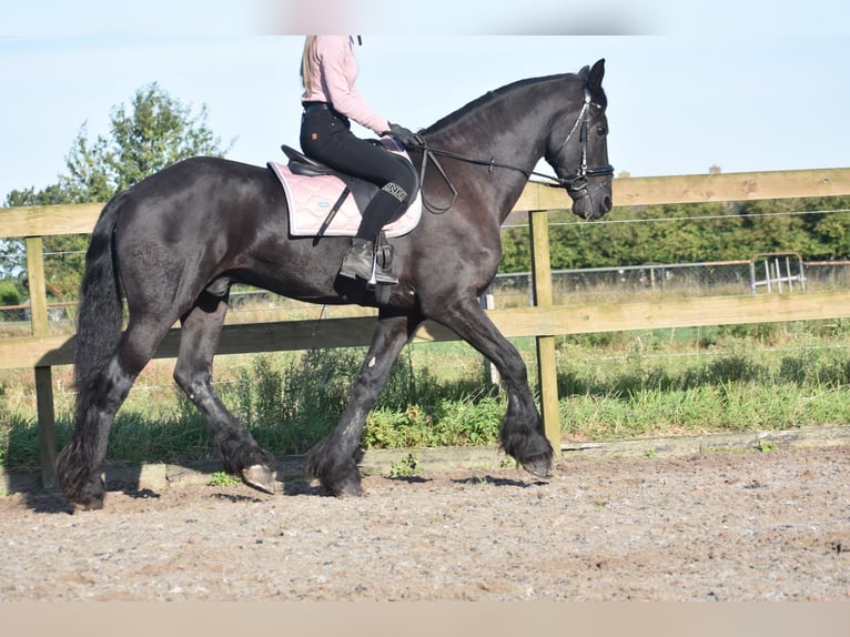 Fries paard Ruin 17 Jaar 168 cm Zwart in Achtmaal