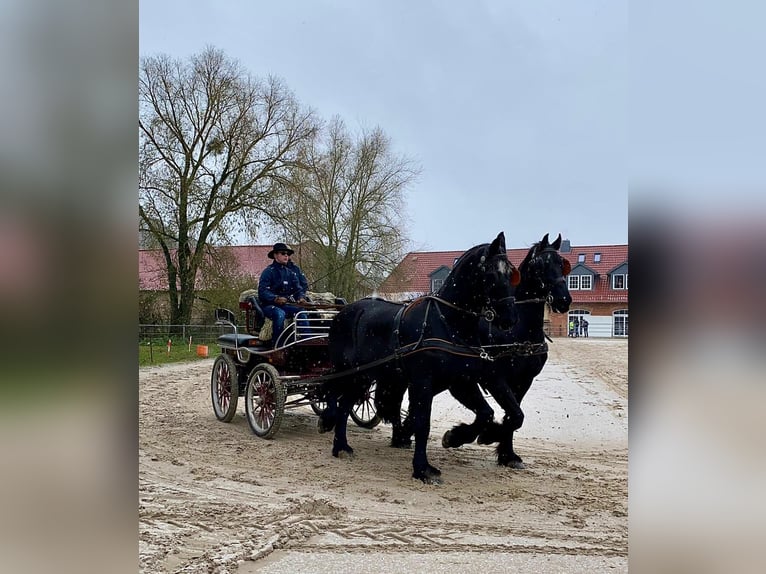 Fries paard Ruin 17 Jaar 170 cm Zwart in Holungen