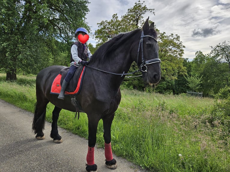 Fries paard Ruin 17 Jaar 170 cm Zwart in Schopfheim