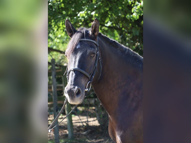 Fries paard Mix Ruin 18 Jaar 150 cm Zwart in Heidelberg