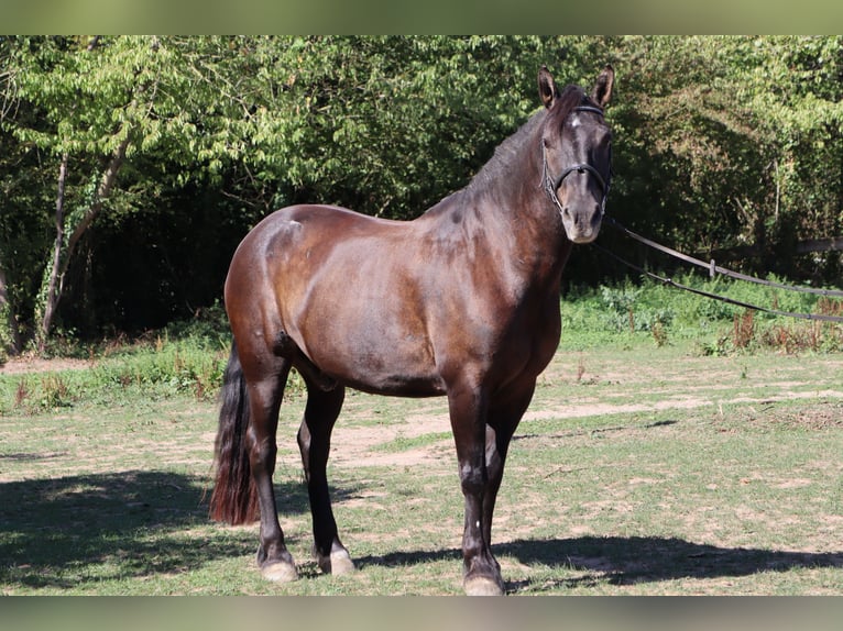 Fries paard Mix Ruin 18 Jaar 150 cm Zwart in Heidelberg
