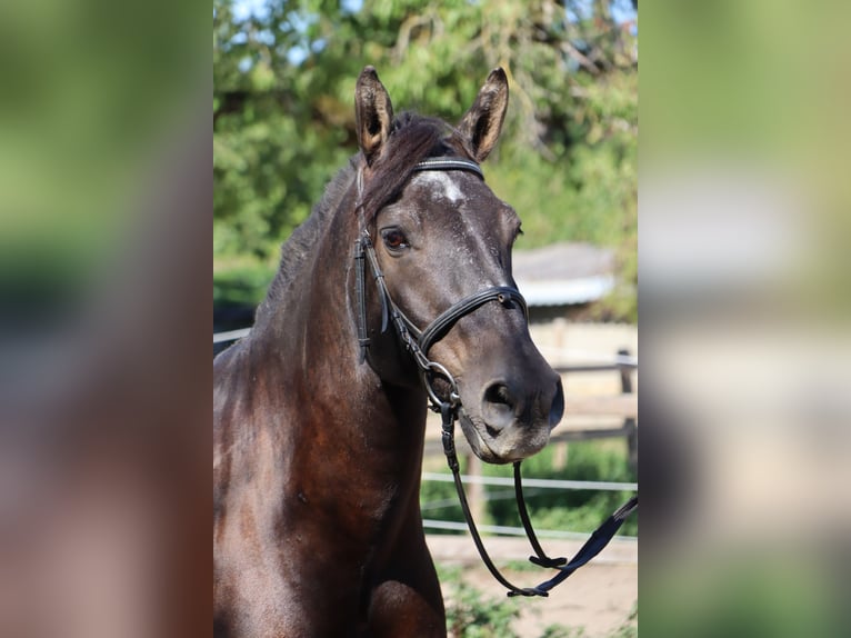Fries paard Mix Ruin 18 Jaar 150 cm Zwart in Heidelberg