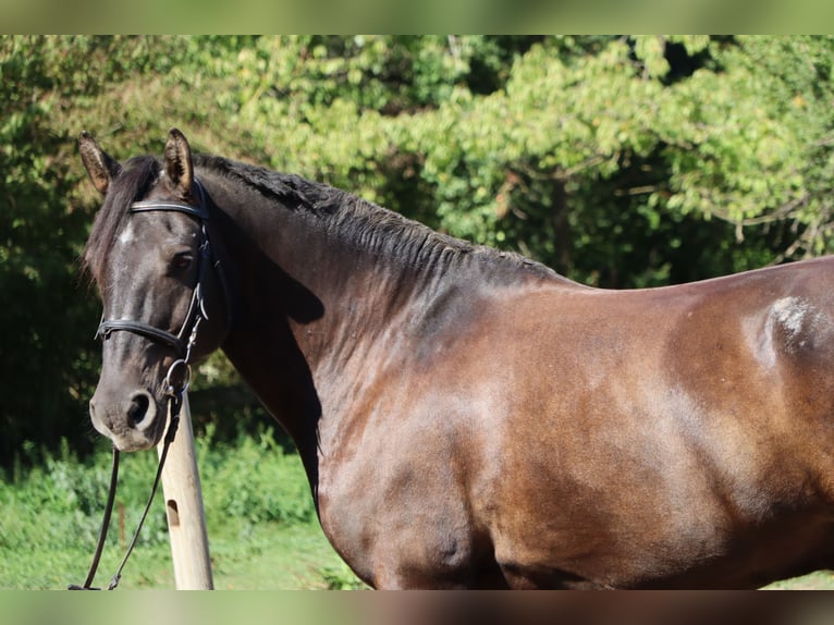 Fries paard Mix Ruin 18 Jaar 150 cm Zwart in Heidelberg