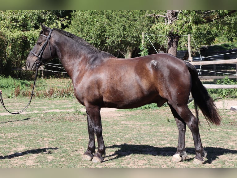 Fries paard Mix Ruin 18 Jaar 150 cm Zwart in Heidelberg