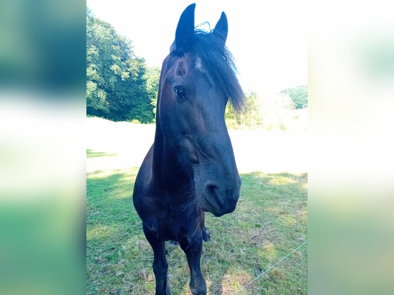 Fries paard Ruin 18 Jaar 158 cm Zwart in Uelsen