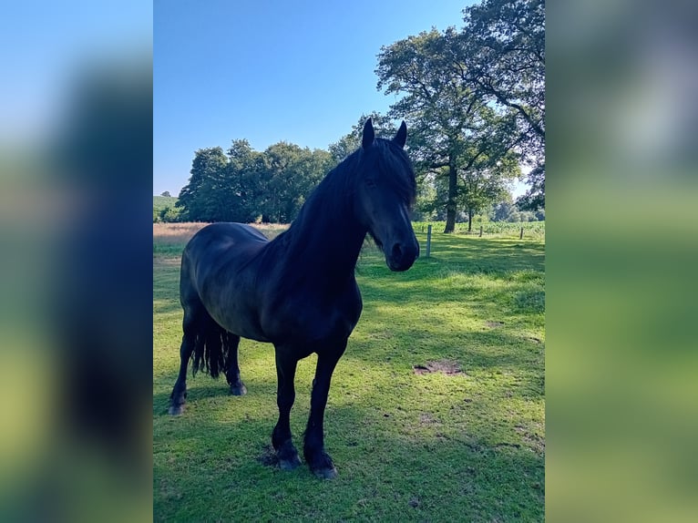 Fries paard Ruin 18 Jaar 158 cm Zwart in Uelsen