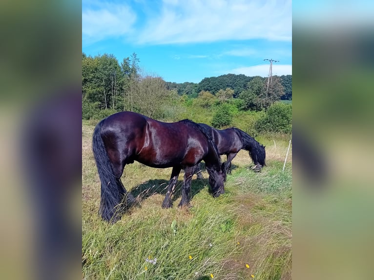 Fries paard Ruin 18 Jaar 158 cm Zwart in Uelsen