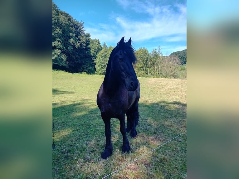 Fries paard Ruin 18 Jaar 158 cm Zwart in Uelsen