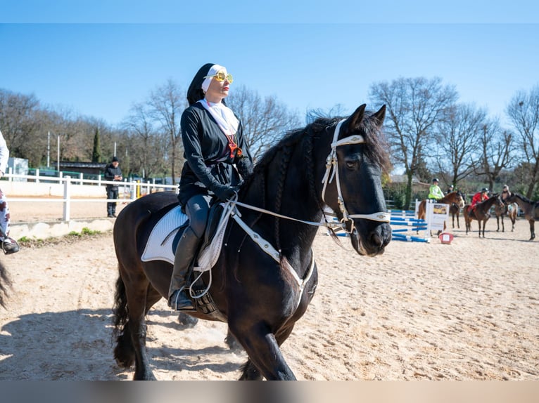 Fries paard Ruin 18 Jaar 160 cm Zwart in Medulin