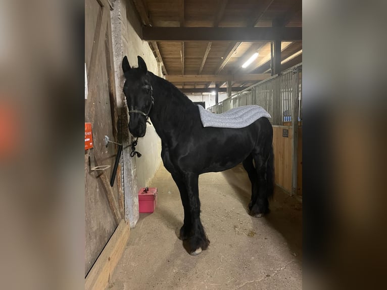 Fries paard Ruin 18 Jaar 160 cm Zwart in Pforzheim