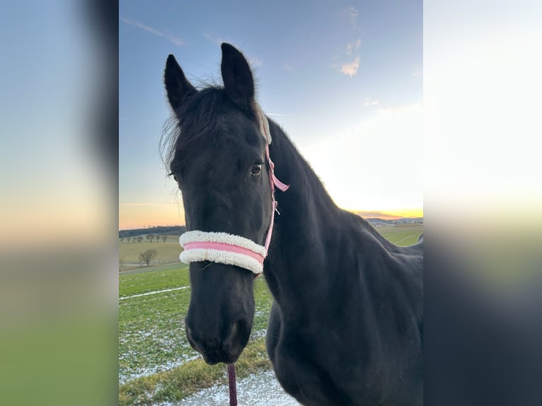 Fries paard Ruin 18 Jaar 168 cm Zwart in F&#xFC;rstenzell