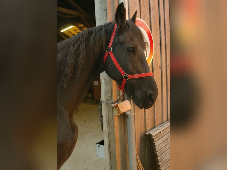 Fries paard Ruin 18 Jaar 168 cm Zwart in F&#xFC;rstenzell