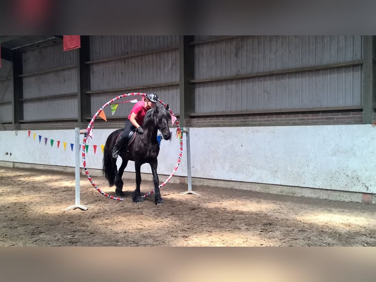 Fries paard Ruin 18 Jaar 168 cm Zwart in Venlo