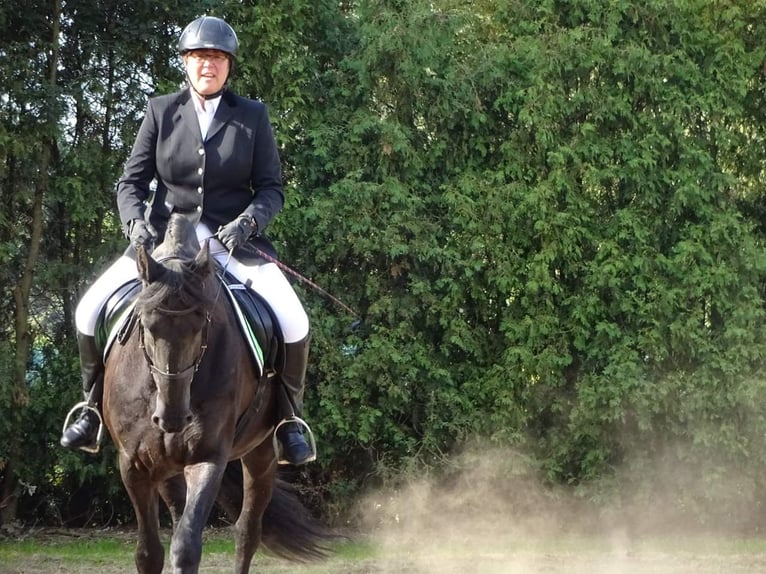 Fries paard Ruin 18 Jaar 168 cm Zwart in Venlo