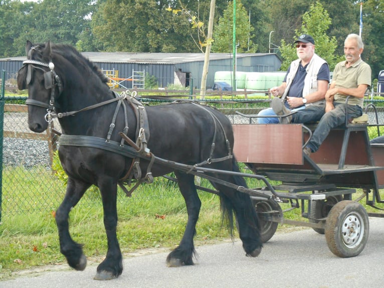 Fries paard Ruin 18 Jaar 168 cm Zwart in Venlo