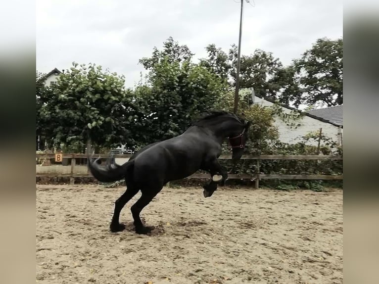 Fries paard Ruin 18 Jaar 168 cm Zwart in Venlo