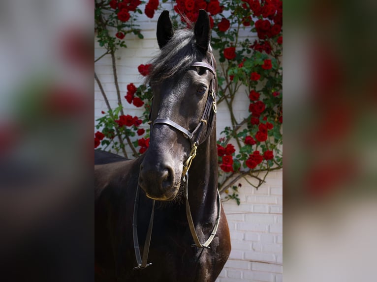 Fries paard Ruin 18 Jaar 168 cm Zwart in Venlo