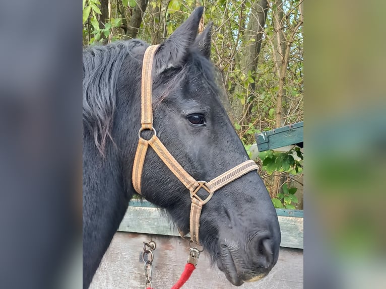 Fries paard Ruin 18 Jaar 168 cm Zwart in Venlo