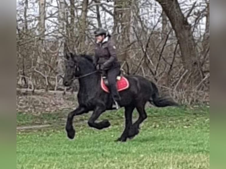 Fries paard Ruin 18 Jaar 168 cm Zwart in Venlo