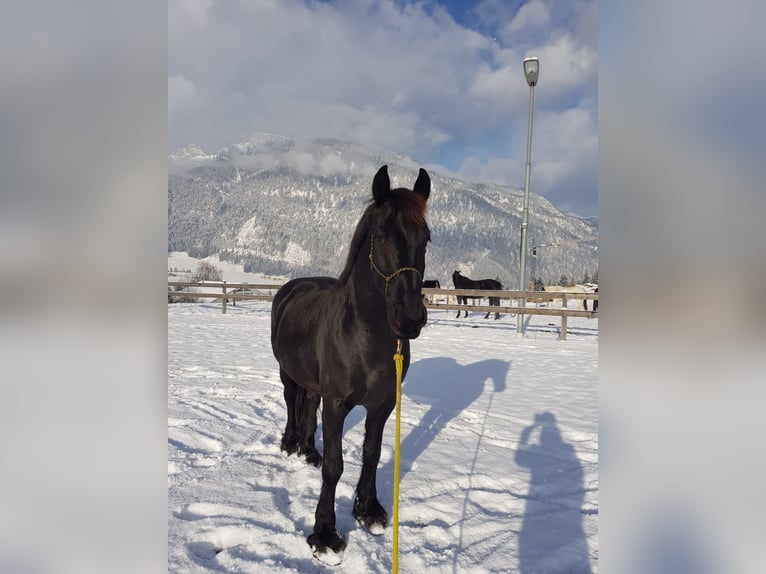 Fries paard Ruin 18 Jaar Zwart in Saalfelden