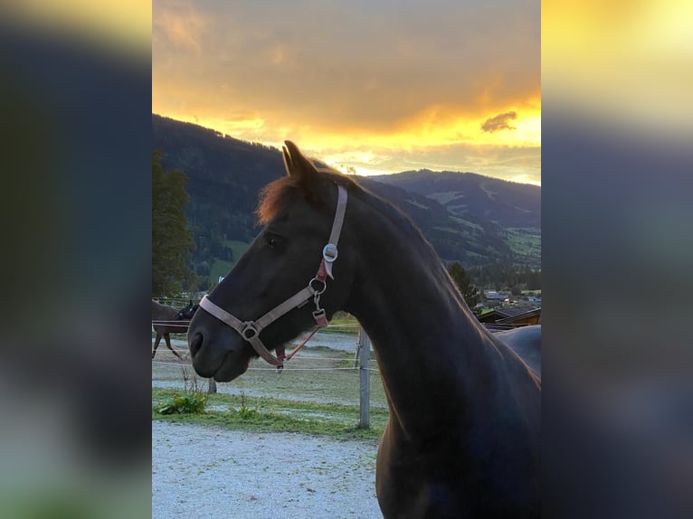 Fries paard Ruin 18 Jaar Zwart in Saalfelden