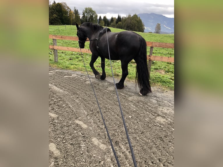 Fries paard Ruin 18 Jaar Zwart in Saalfelden