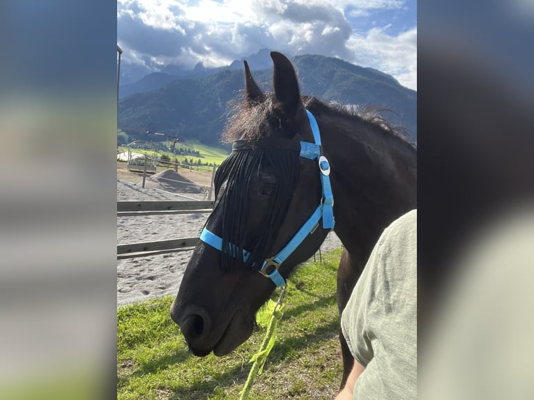 Fries paard Ruin 18 Jaar Zwart in Saalfelden