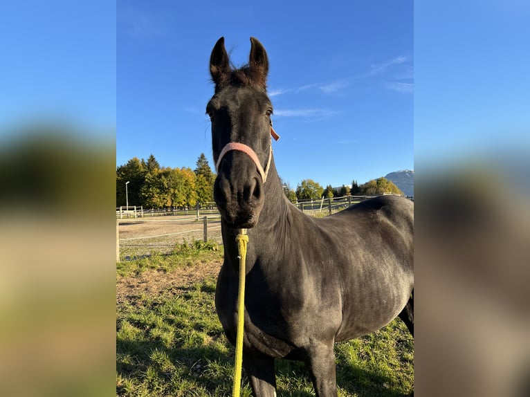 Fries paard Ruin 18 Jaar Zwart in Saalfelden