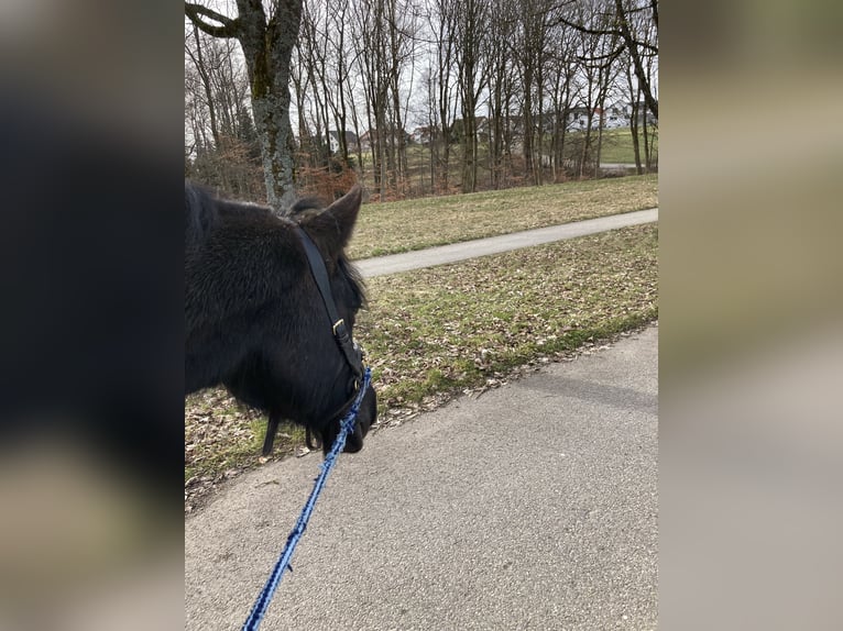 Fries paard Mix Ruin 19 Jaar 154 cm Zwart in Grabenstetten